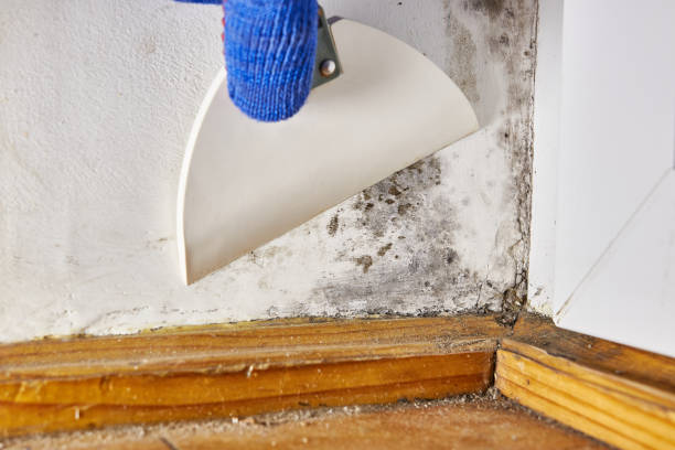 Best Crawl Space Mold Remediation  in Syracuse, KS